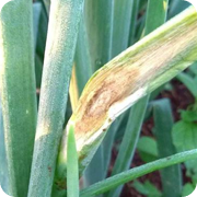 Onion