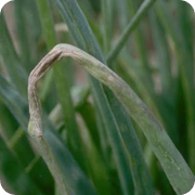 Onion