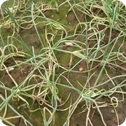 Onion