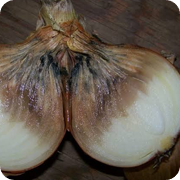 Onion